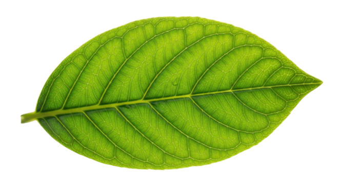 Single fresh green leaf close-up for nature concept isolated PNG with Transparent Background