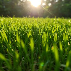 green grass and sunlight