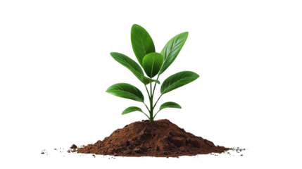 Young Green Plant Growing in Soil – Symbol of Growth, Sustainability, and New Life