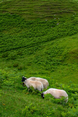 Isle of Skye, Scotland: sheeps at Fairy Glen, magic valley connected to ancient customs, children casted flowers petals in the burn to encourage fairies providing villages with fresh water