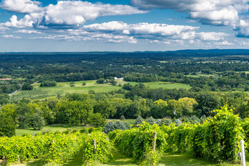 Obraz premium Panoramic View of a Green Vineyard on a Hilltop Under Dramatic Cloudy Sky