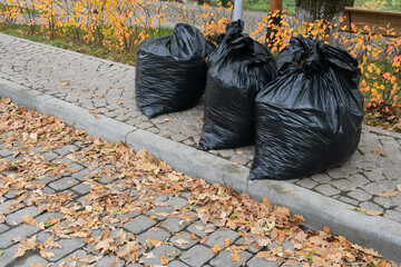 Black trash bags filled with autumn leaves