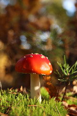Fly agaric in the forest. Bright red with white specks mushroom. Fly agaric growing on mossy forest floor. Beautiful fly agaric mushroom in the forest in autumn. Poisonous mushroom close-up