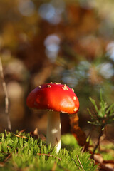 Fly agaric in the forest. Bright red with white specks mushroom. Fly agaric growing on mossy forest floor. Beautiful fly agaric mushroom in the forest in autumn. Poisonous mushroom close-up