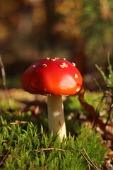 Fly agaric in the forest. Bright red with white specks mushroom. Fly agaric growing on mossy forest floor. Beautiful fly agaric mushroom in the forest in autumn. Poisonous mushroom close-up