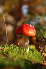 Fly agaric in the forest. Bright red with white specks mushroom. Fly agaric growing on mossy forest floor. Beautiful fly agaric mushroom in the forest in autumn. Poisonous mushroom close-up