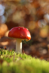Fly agaric in the forest. Bright red with white specks mushroom. Fly agaric growing on mossy forest floor. Beautiful fly agaric mushroom in the forest in autumn. Poisonous mushroom close-up