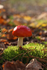 A fly agaric with a bright red cap close-up. A fly agaric grows on a mossy forest floor. Beautiful fly agaric mushroom in the forest in autumn. Poisonous mushroom close-up. Nature