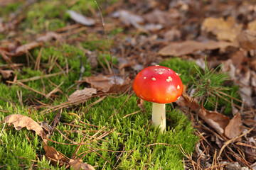 A fly agaric with a bright red cap close-up. A fly agaric grows on a mossy forest floor. Beautiful fly agaric mushroom in the forest in autumn. Poisonous mushroom close-up. Nature