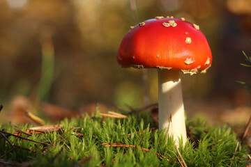 A fly agaric with a bright red cap close-up. A fly agaric grows on a mossy forest floor. Beautiful fly agaric mushroom in the forest in autumn. Poisonous mushroom close-up. Nature