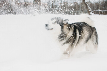 Alaskan Malamute Playing Outdoor In Snow, Winter Season. Playful Pets Outdoors