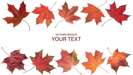 Collection of autumn leaves on white background. Autumn orange  leaves falling down Isolated on white background.