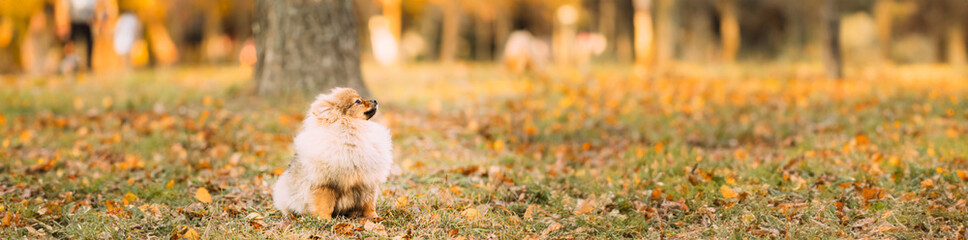 Young Red Puppy Pomeranian Spitz Puppy Dog Sitting Outdoor In Autumn Grass