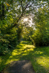 A sunlit forest path on the Toronto Islands, perfect for disc golf and outdoor exploration.