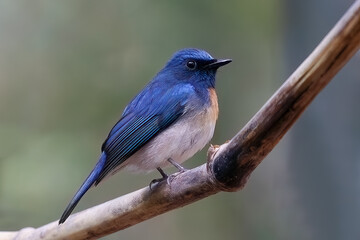 Beautiful male Blue-throated Blue Flycatcher (Cyornis rubeculoides) sitting on a branch in tropical forest of Bangladesh. Vibrant blue and orange plumage with soft background.