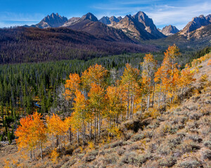 Small grove of Aspen trees and Idaho Sawtooth mountains