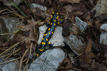 Macro photography of beautiful black and yellow amphibian know as fire salamander in greek forest