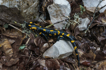 Macro photography of beautiful black and yellow amphibian know as fire salamander in greek forest