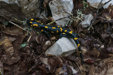 Macro photography of beautiful black and yellow amphibian know as fire salamander in greek forest