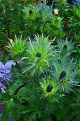 Austrian Alps - view of alpine flora - Alpine thistle (cirsium spinosissimum)