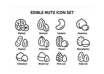 Icon set of edible nuts: walnut, almond, cashew, hazelnut, peanut, pistachio, pecan, macadamia, chestnut, brazil nut, pine nut, kola nut