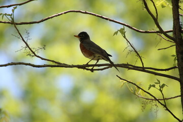 american robin bird perched in tree