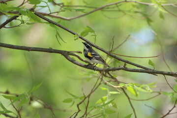 yellow rumped warbler bird perched in tree
