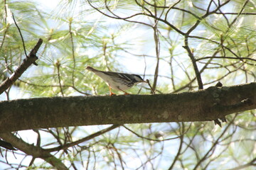 blackpoll warbler bird perched in a tree