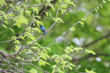 bright blue indigo bunting perched in a tree