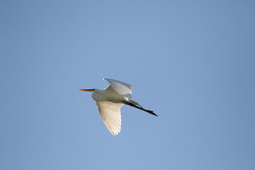 Fototapeta premium white great egret bird flying over head