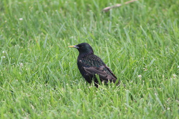 stunning european starling foraging in grass