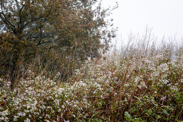 A misty day in autumn in England, cobwebs over stalks of plants in a field