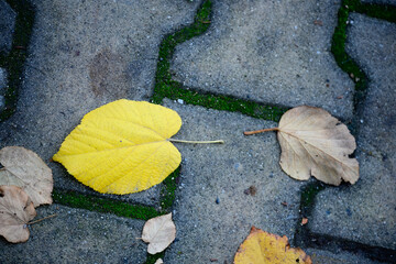 Yellow and Brown Fallen Leaves on Stone Pavement. Autumn Leaves Resting Between Paving Stones