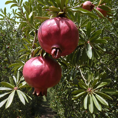 Pomegranates are among the pomegranates