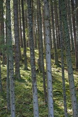 Obraz premium beautiful deep forest in the austrian alps near Embach