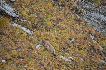 cute marmot on a rock in the austrian alps