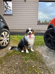 An Australian Shepherd dog with a multicolored coat sits on grass and gravel between a black and red car near a beige wooden building with windows.