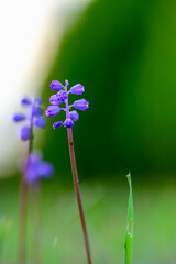 Purple Wildflower in Soft Green Meadow. Single Grape Hyacinth Blossom with Blurred Background. Peaceful Spring Flower Emerging from Grass
