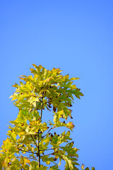Golden Tree Branch Reaching Into Blue Sky