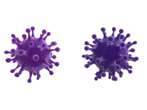 Two Purple Germs isolated on a transparent background