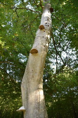 Tronc&nbsp;de&nbsp;h&ecirc;tre&nbsp;couvert&nbsp;de&nbsp;champignons