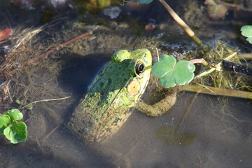 close up of green frog in a pond