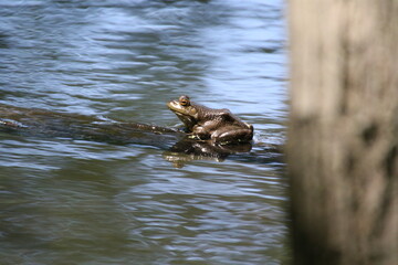 large green frog resting on a branch