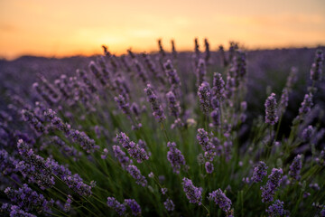 Fototapeta premium Lavender field sunset, vibrant purple flowers blooming in a serene landscape during golden hour, copy space in the sky