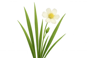 Fototapeta premium White flower with green leaves and bud, blooming nature, spring garden, transparent background