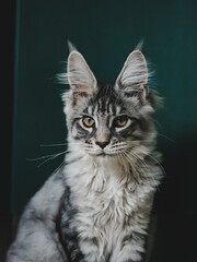 Close-up portrait of a Maine Coon cat with long fur and tufted ears, sitting against a dark green background. The cat has a serious, majestic expression, showcasing its distinctive breed features such