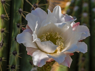 Closeup view of blooming white flower of leucostele terscheckii aka cardon grande cactus or Argentine saguaro