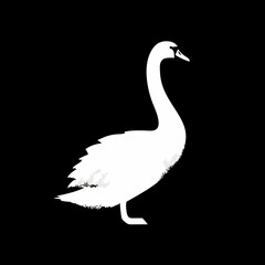 White swan standing on black background
