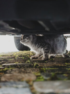 Cat sheltering beneath a parked car, highlighting a hidden danger for pets and the importance of checking under vehicles before driving.