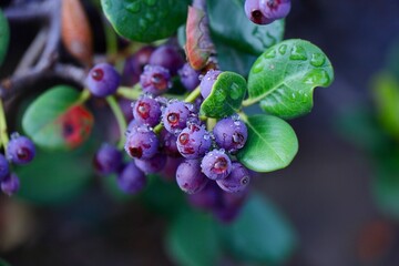 雨上がりのベリー　シャリンバイ